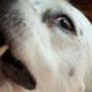 Meet your Posher, Think like a dog